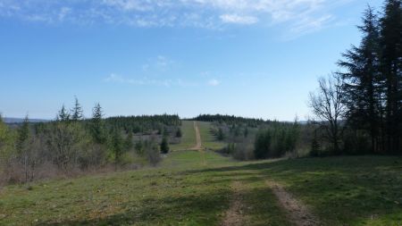 Routes forestières du Gros Chêne et du Dolmen dans le rétro