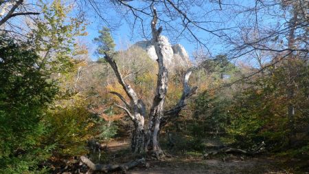 Arbre caractéristique sur le sentier Merveilleux. 