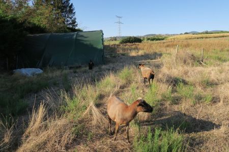 Chèvres et Poules