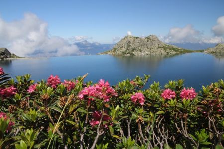 Le lac et les rhodos