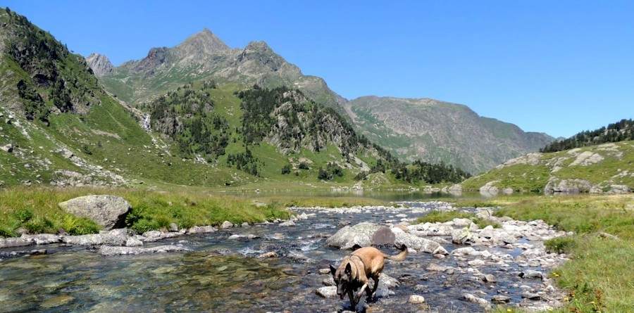 Randonner avec son chien conseils l mentaires et r glementation